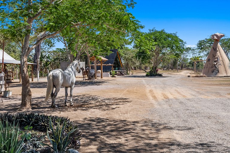 Rancho La Trinidad, paseos a caballo y sede de eventos